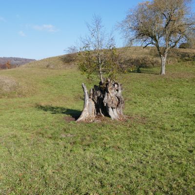 004 eine Laune der Natur